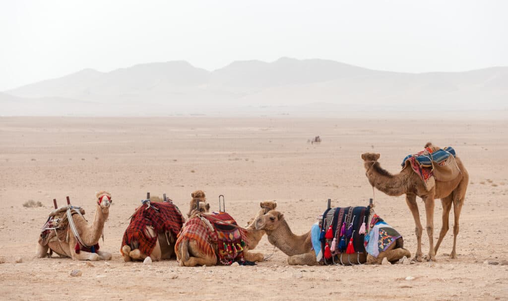 Camels with saddles and blankets resting in the desert