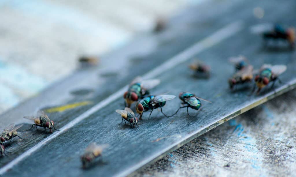 House flies will enter your home through any small crack