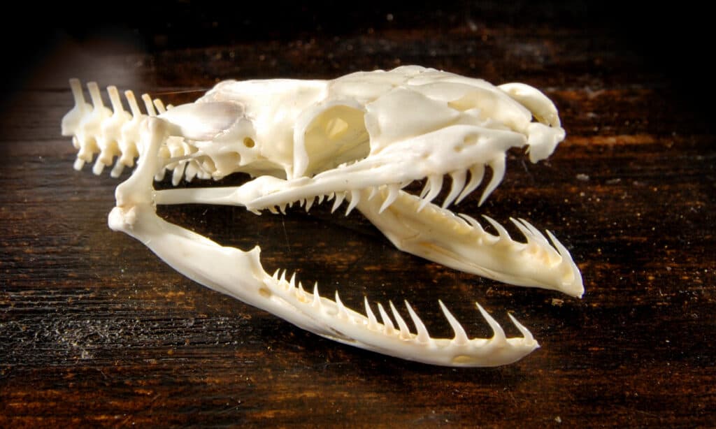 Burmese python skull