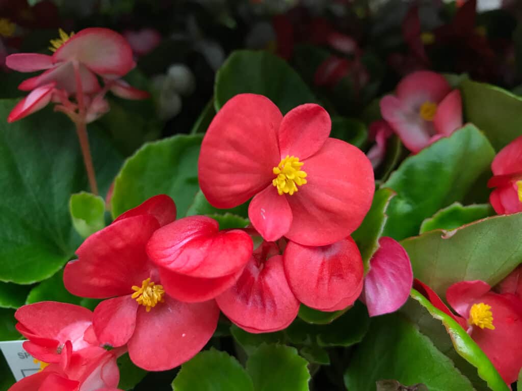 Red wax begonia flowers in a garden