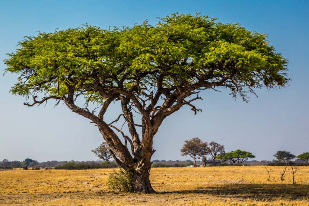 Acacia vs. Eucalyptus What Are The Differences? AZ Animals