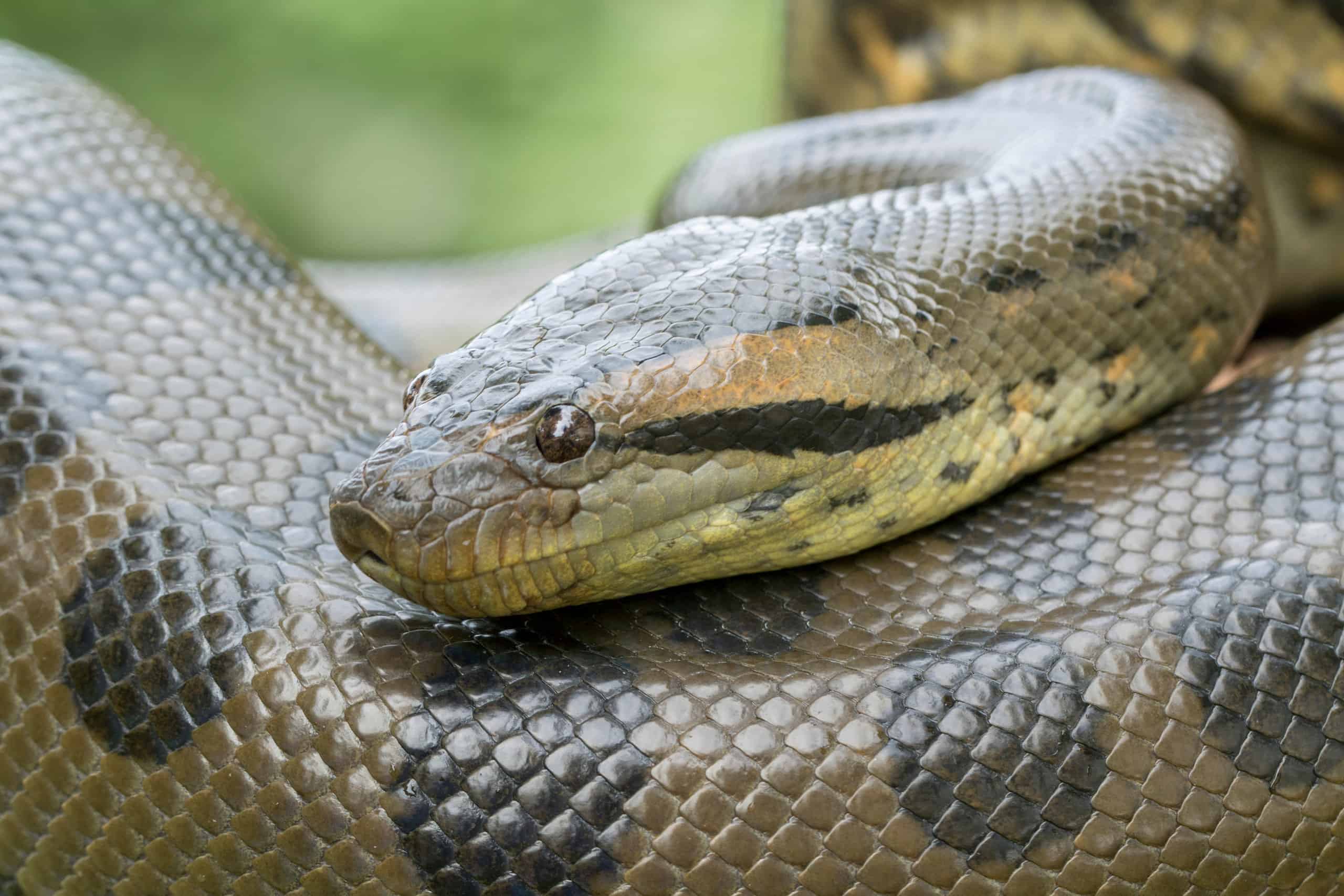 anaconda snake