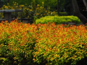 Goldmound Spirea vs Goldflame: Is there a Difference? Picture
