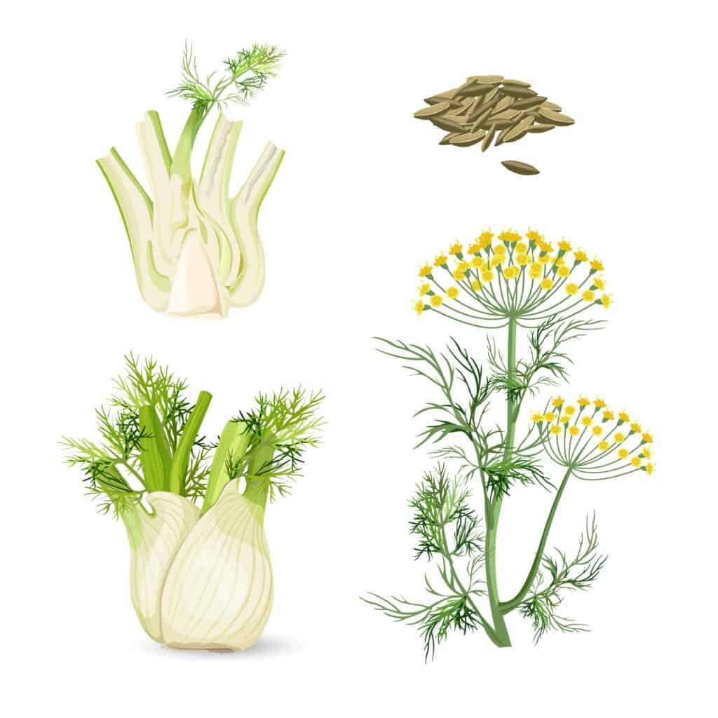 Fennel