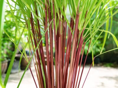 A Complete Guide on Growing Citronella Grass