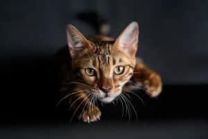 How Do Cats Hunt? 3 Strategies They Use Picture
