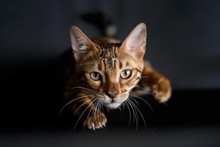 cat