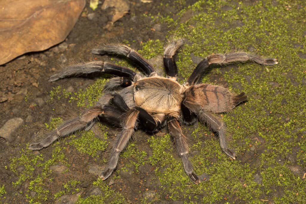 Indian violet, Chilobrachys fimbriatus, Tharaphosidae, Aarey milk colony Mumbai India