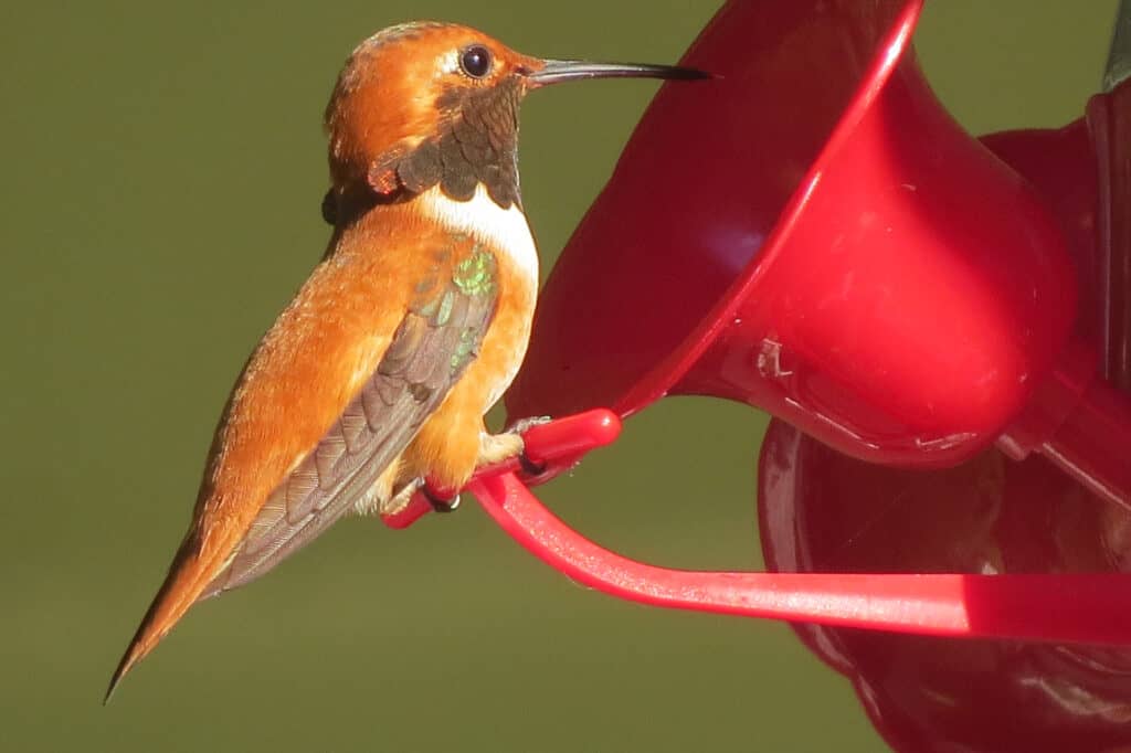 Rufous Hummingbird, seduto su un alimentatore da giardino