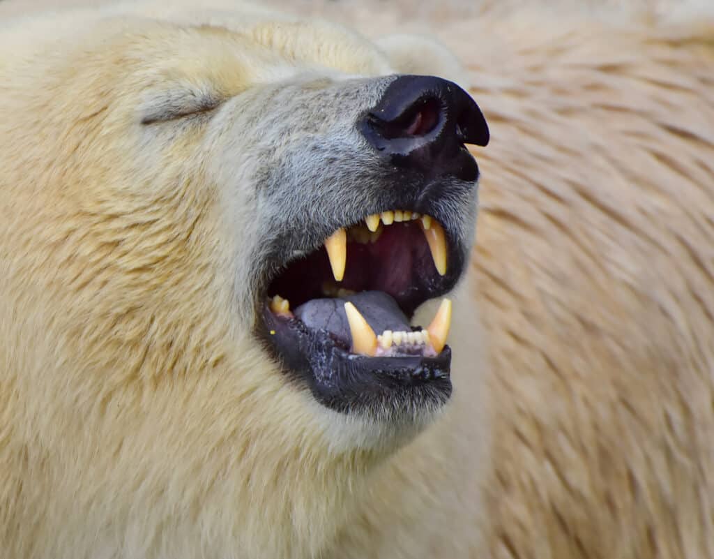 polar bear teeth