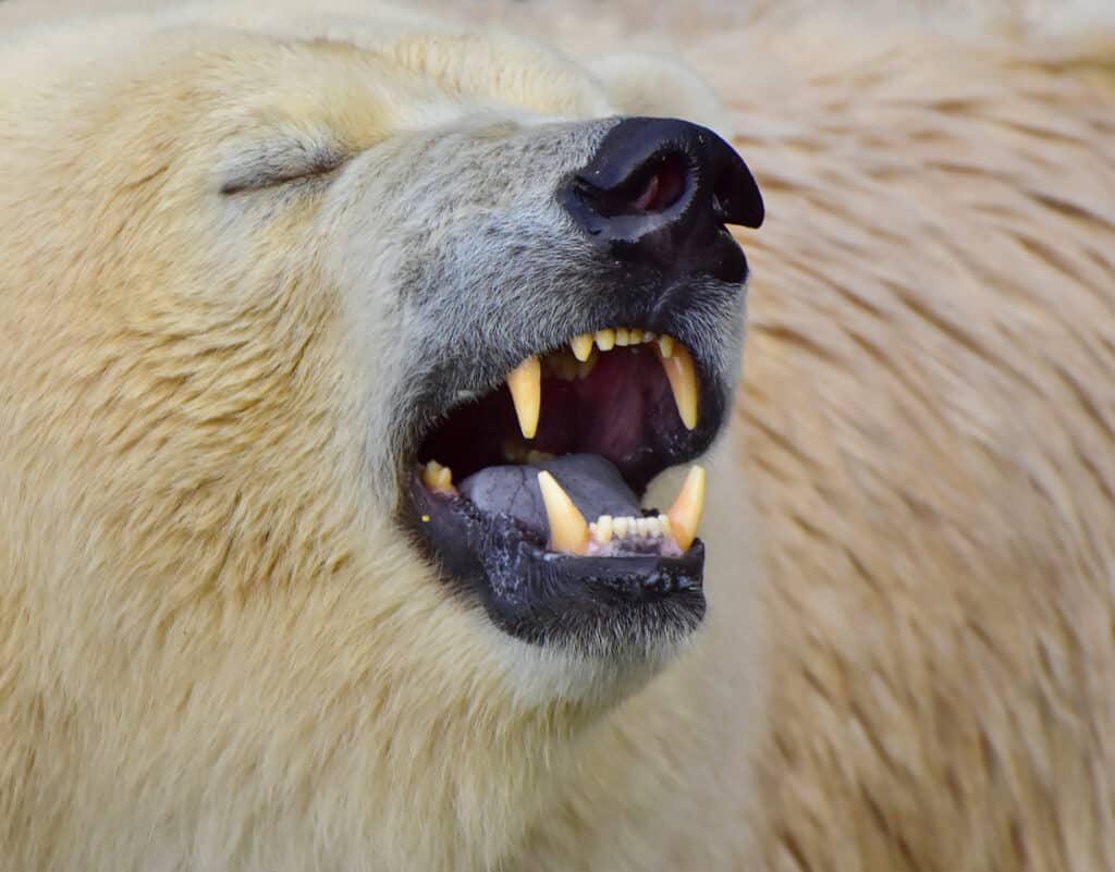 Polar Bear Teeth Everything You Need To Know A Z Animals