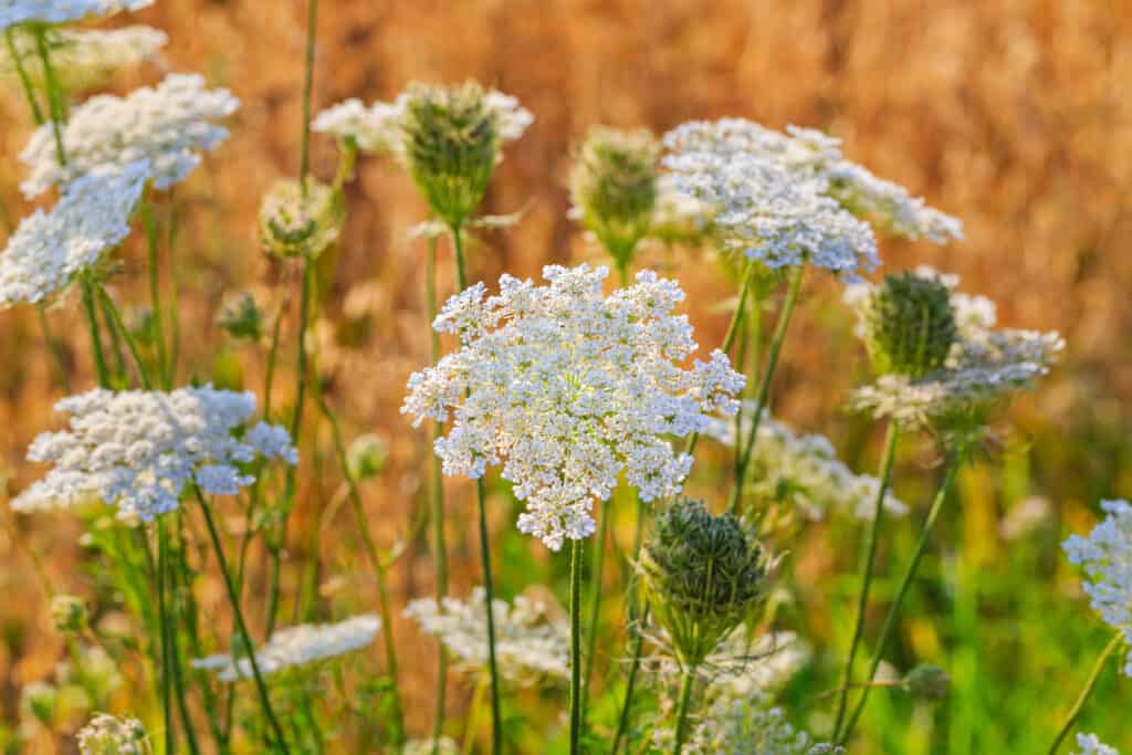 Cumin plant