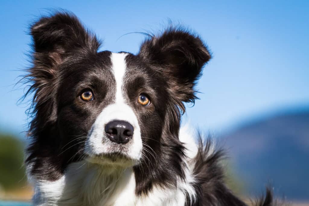 are border collies good at hunting