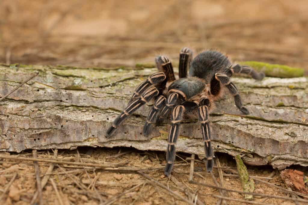 Costa Rican zebra tarantula 