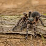 Costa Rican zebra tarantula