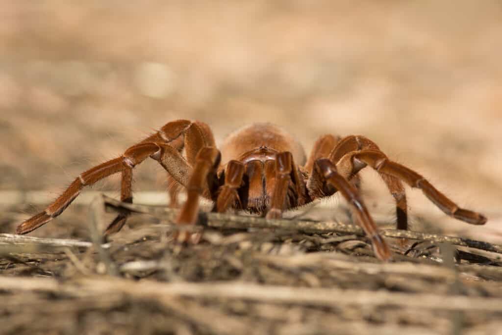 Goliath birdeater (Theraphosa blondi)