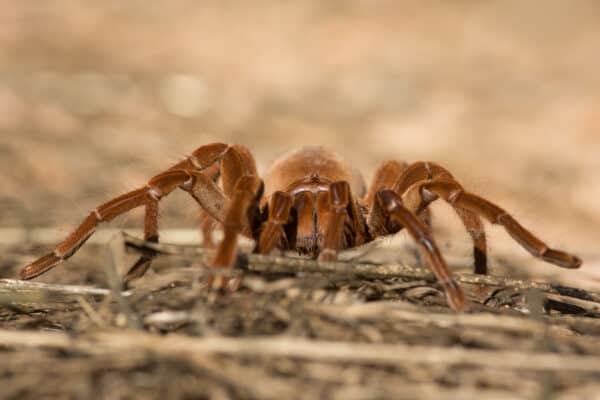 Tarantula Migration Everything You Need To Know A Z Animals