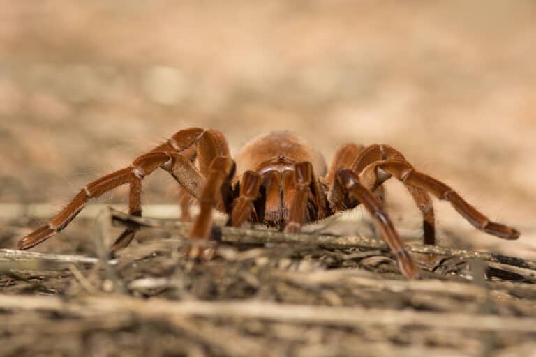 Goliath birdeater (Theraphosa blondi)
