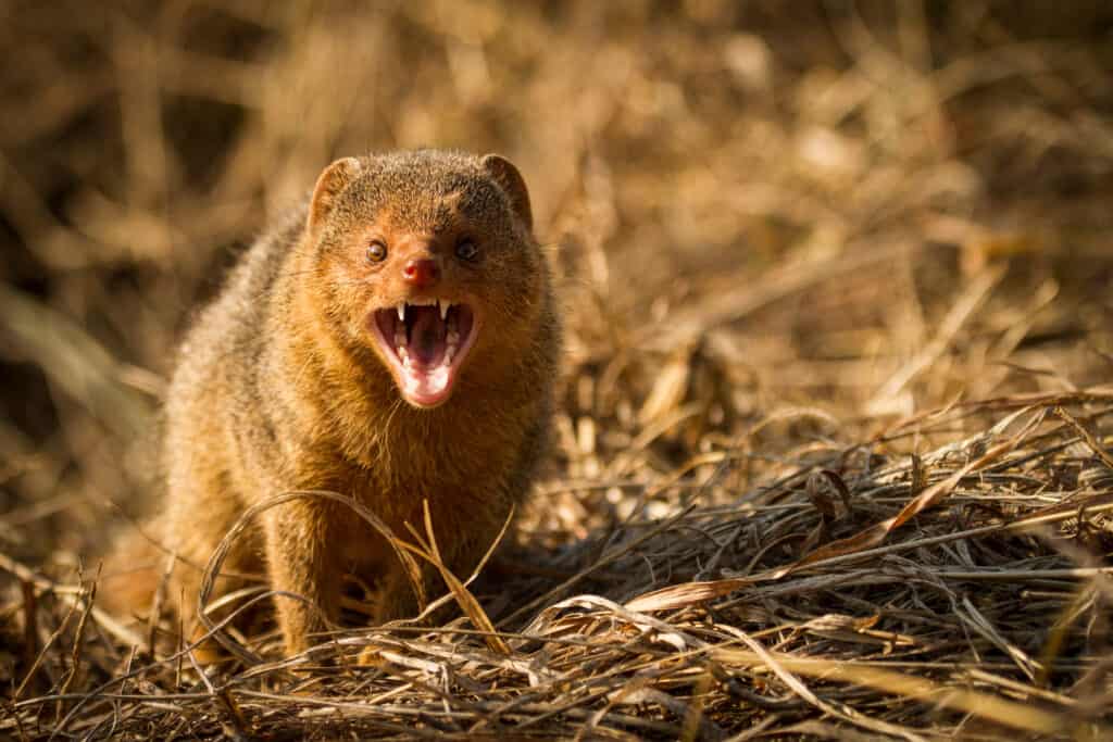 Mongoose teeth