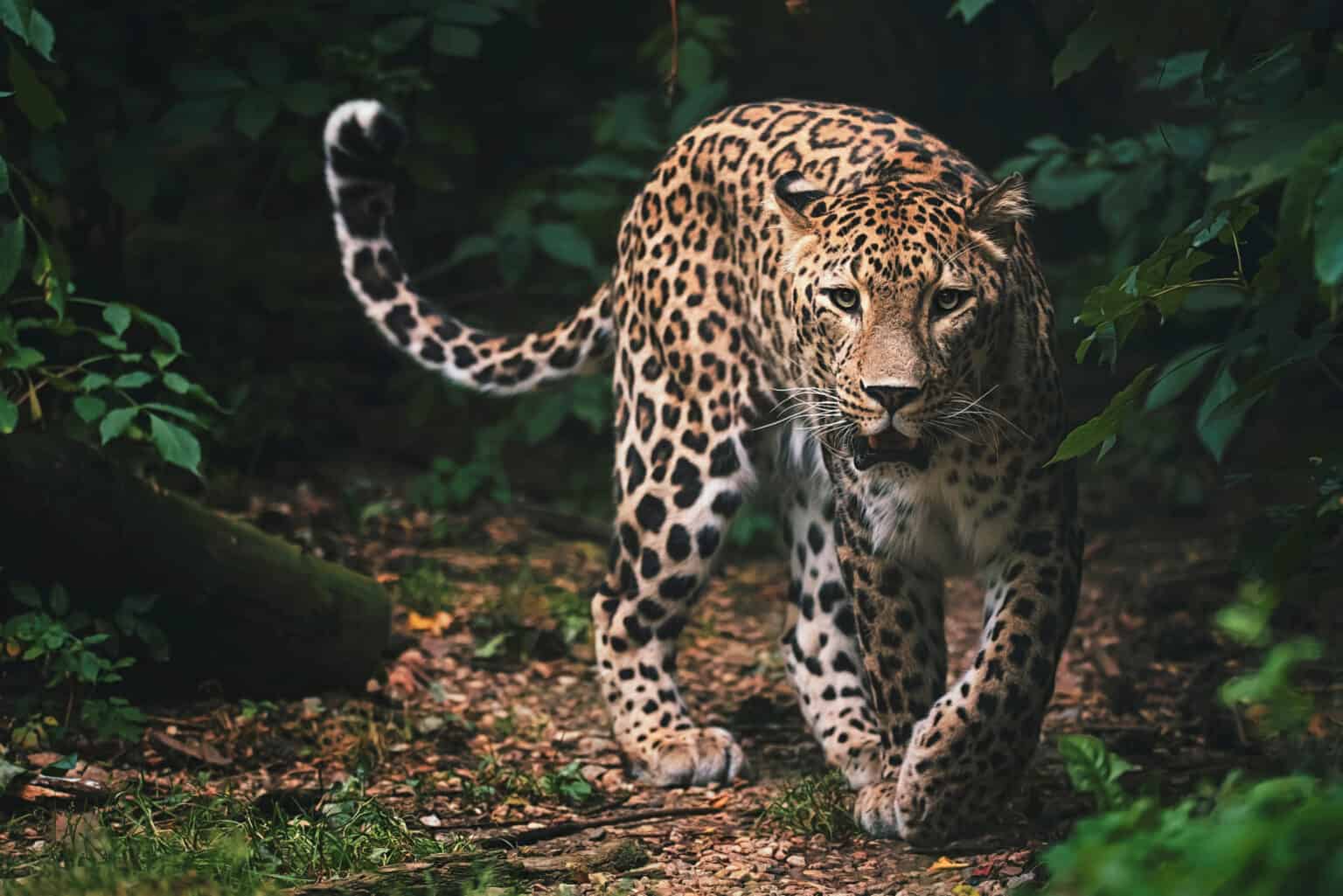 The Dramatic Moment When a Leopard Takes Down a Wildebeest And Then a ...