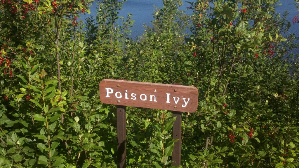 A rectangular wooden sign, painted brown with white letters spelling out poison ivy. The sign appears to be smack-dab in the middle of a wild-looking patch of poison ivy.