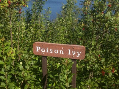 A Boston Ivy vs. Poison Ivy