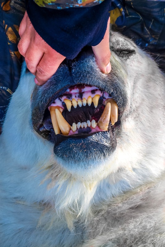 polar bear Teeth