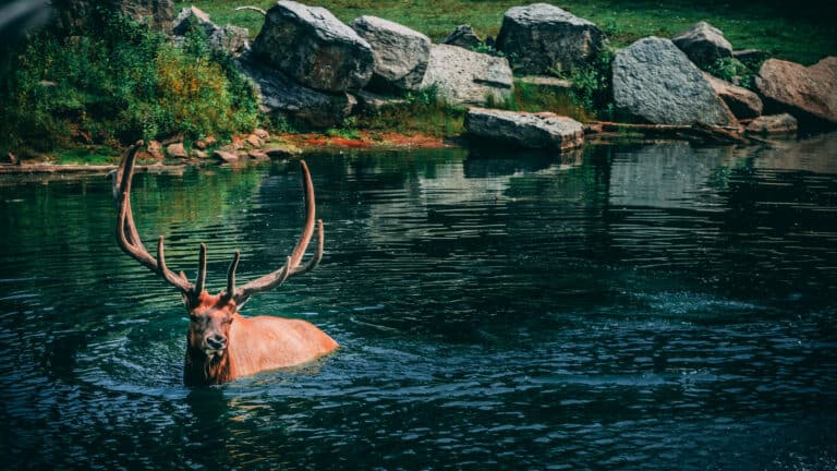 elk in water