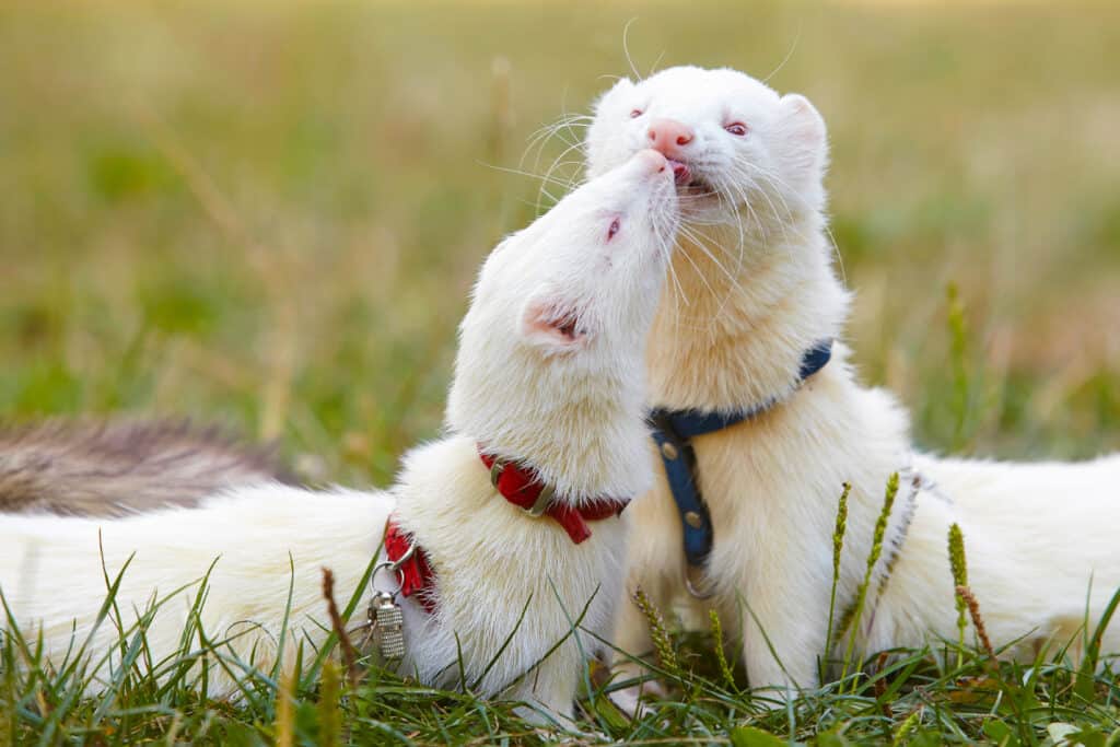 Two albino ferrets