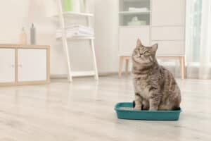 4 Natural Ways to Safely Clean Your Cat’s Litter Box photo