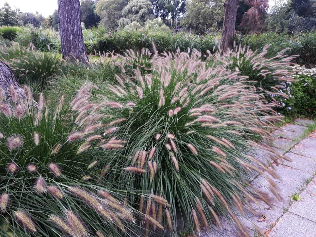 Ornamental plant of Pennisetum Alopecuroides Hameln or Chinese fountain grass