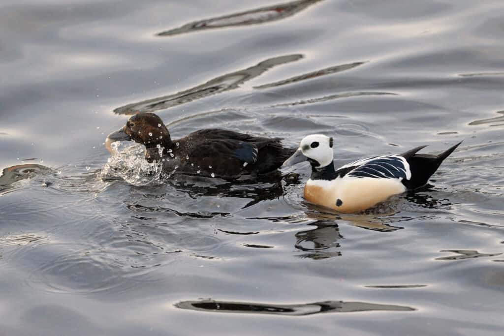 Female and male Steller's eiders swimming