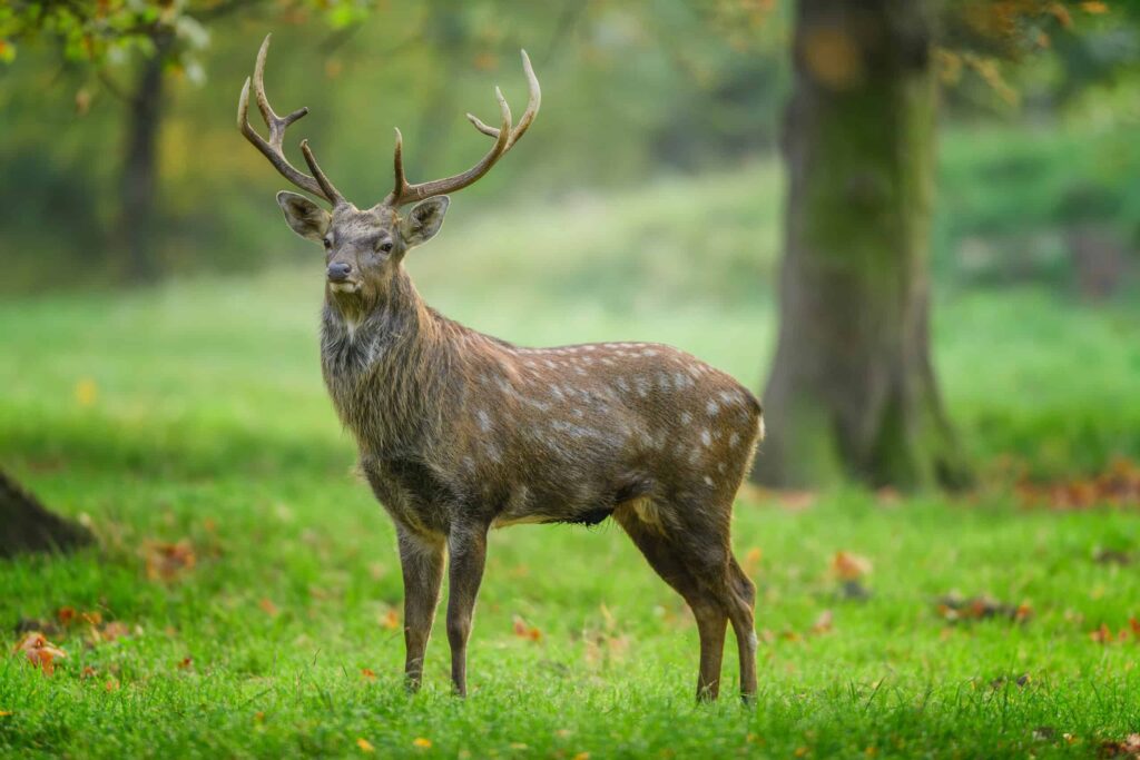 Sika Deer