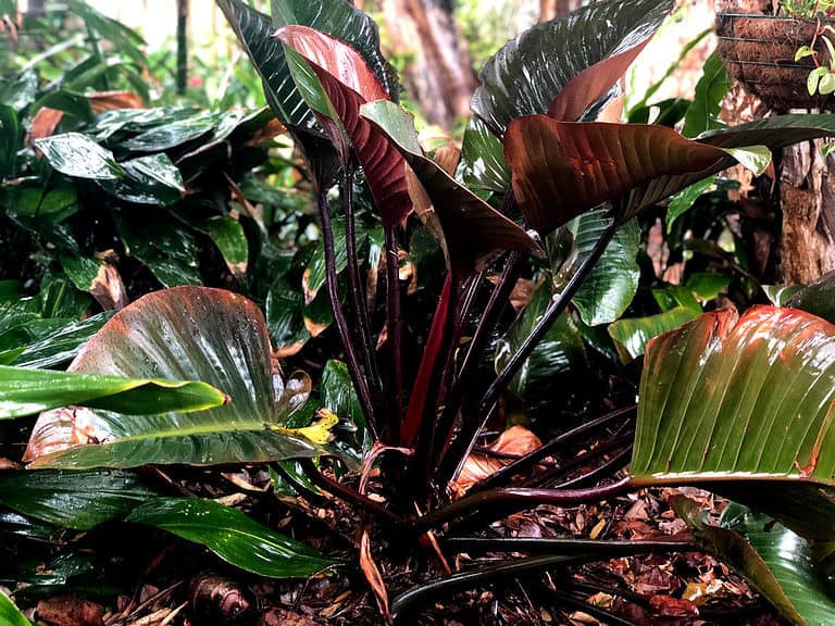 Large philodendron imperial red with big green and red leaves.