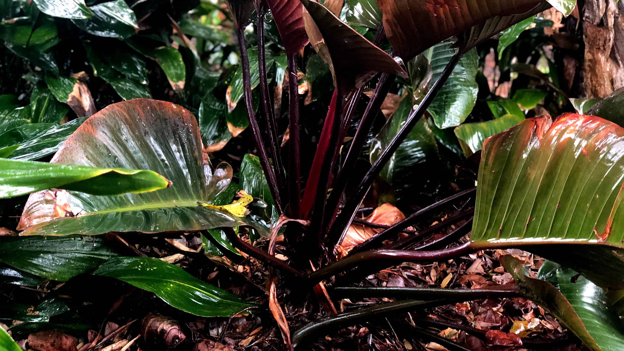 Large philodendron imperial red with big green and red leaves.
