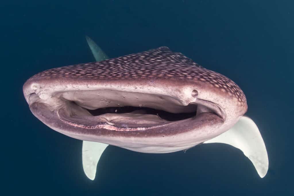 Whale Shark close up underwater with big enormous open mouth jaws