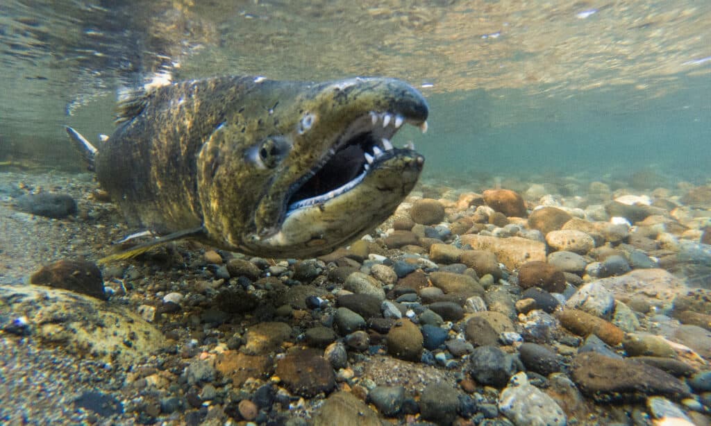 Chinook Salmon Teeth