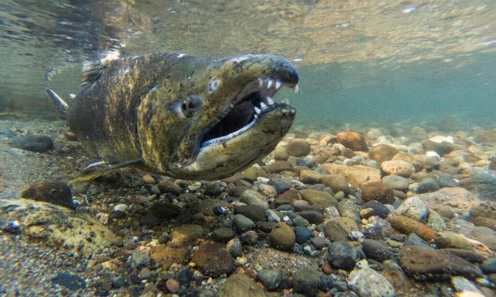 chum salmon teeth