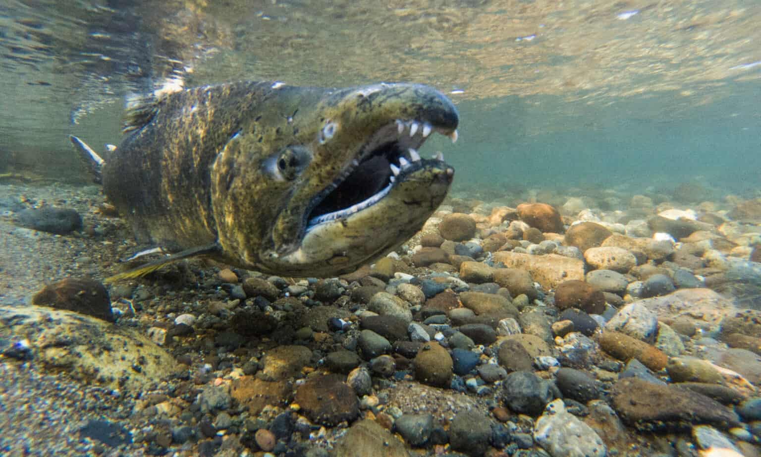 Chinook Salmon Fish Facts - Oncorhynchus tshawytscha - A-Z Animals