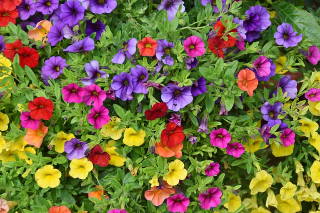 Colorful petunias