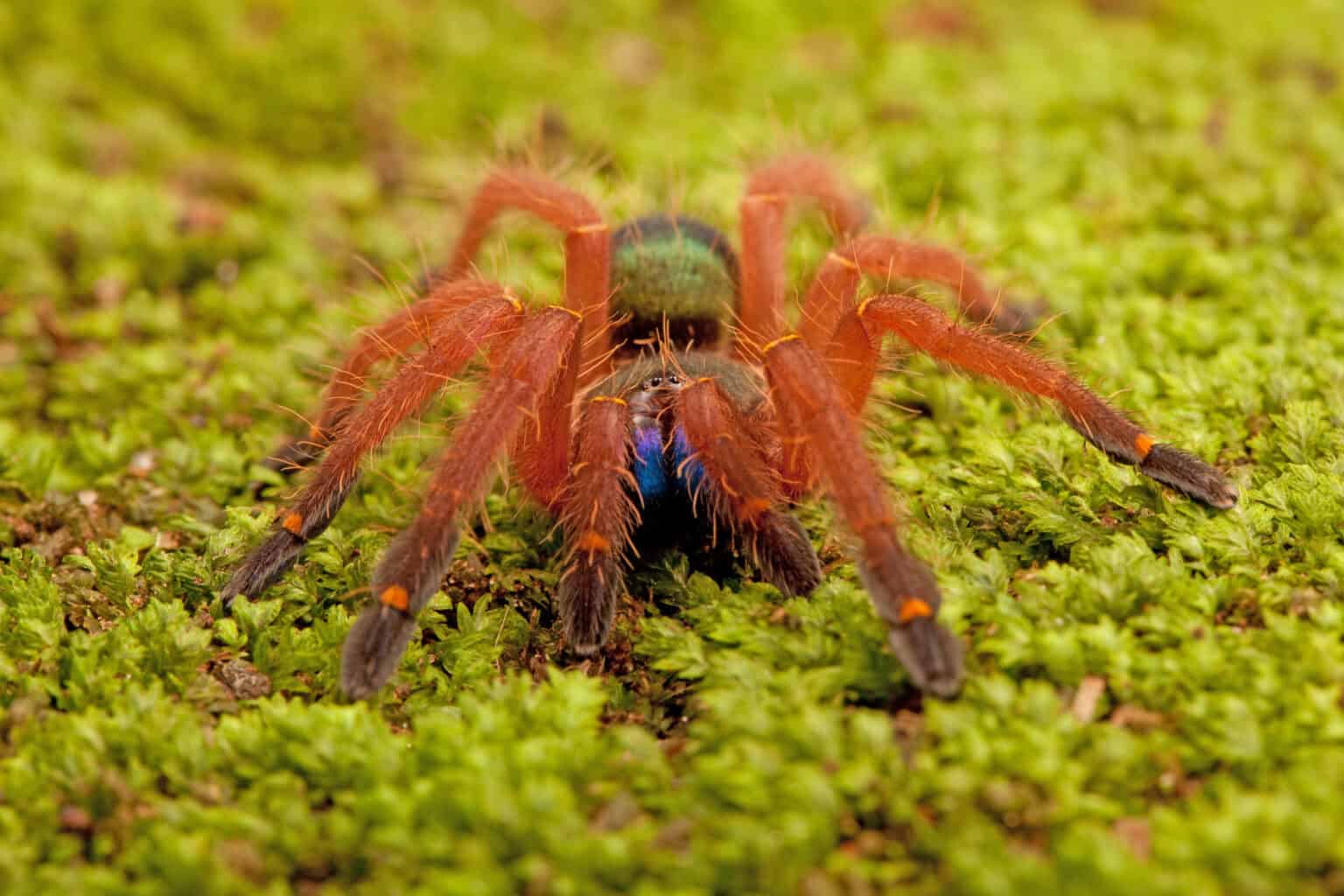 Species of Tarantula: The Complete List of Tarantula Breeds - A-Z Animals