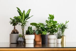Understanding the Different Types of Fertilizers for Houseplants Picture
