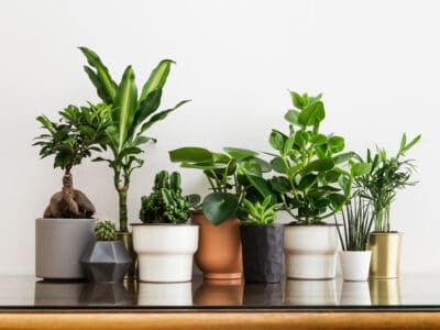A 10 Houseplants That Are Nearly Impossible to Kill