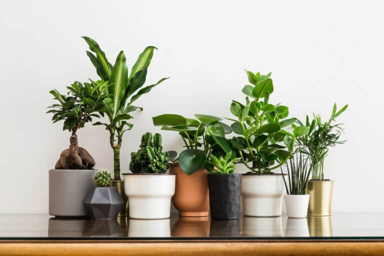 16 Rare Houseplants That Will Completely Transform Your Home - A-Z Animals