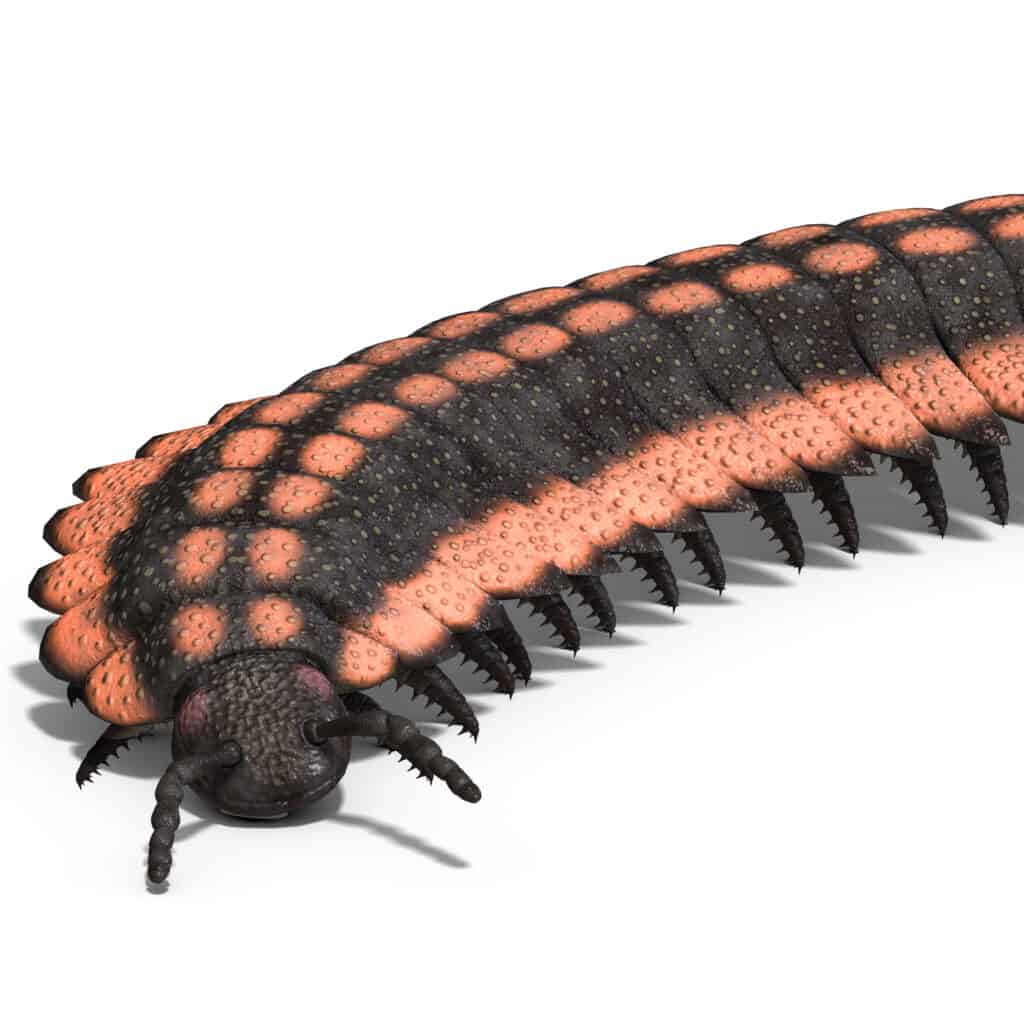 arthropleura