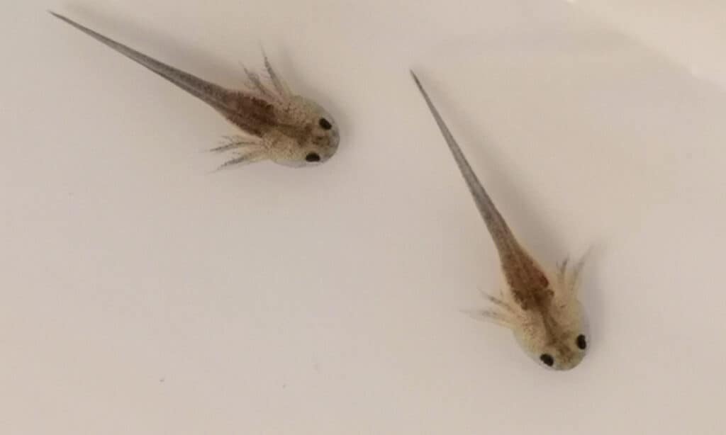 baby​ axolotl​