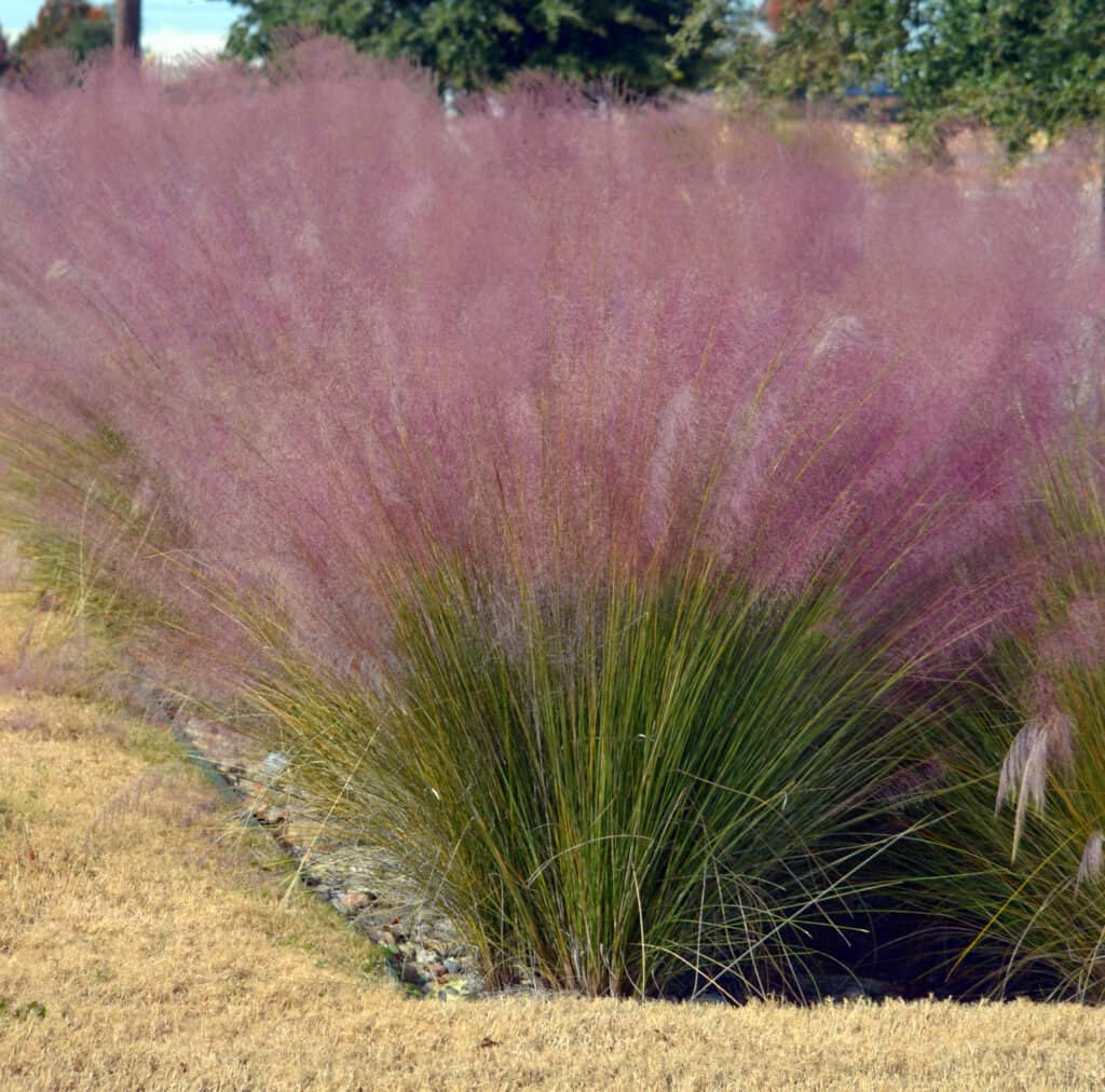 Pink Muhly Grass