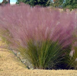 The 12 Best Perennial Ornamental Grasses - A-z Animals