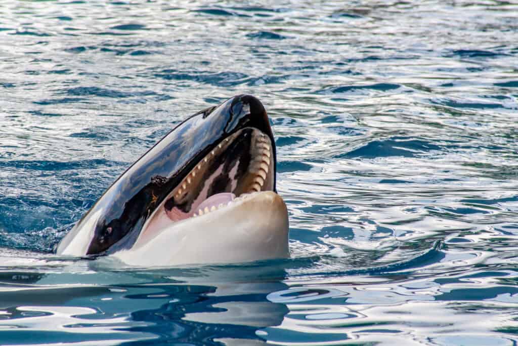 killer whale surfacing in clear blue ocean water