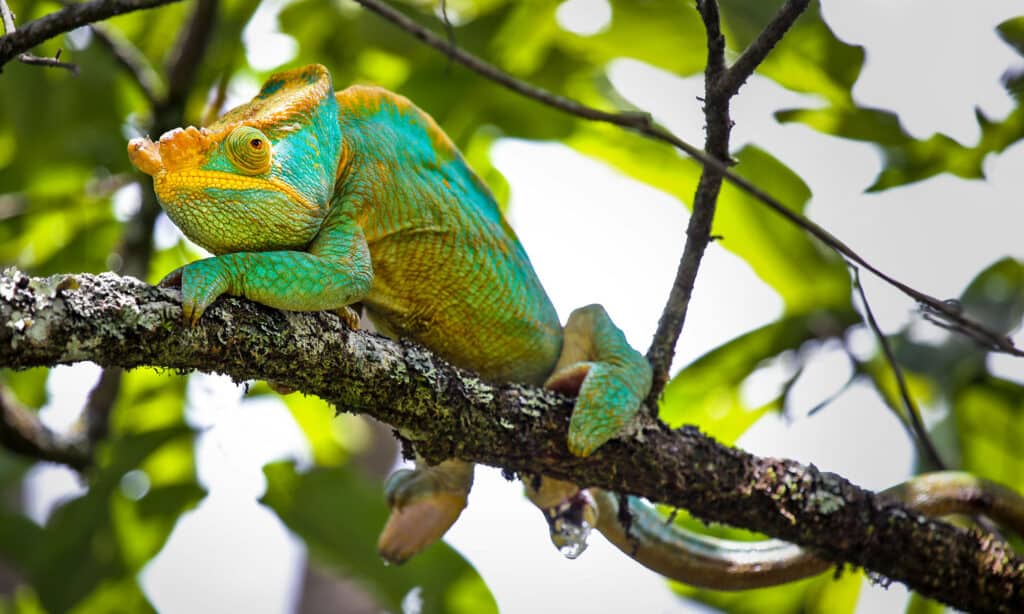 Chameleon defecating in a tree